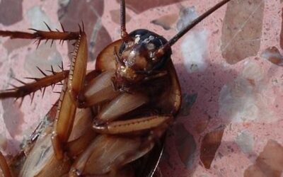 ¿Qué influye en la aparición de cucarachas?