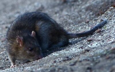 Los roedores y su potencial peligro de enfermedades contagiosas