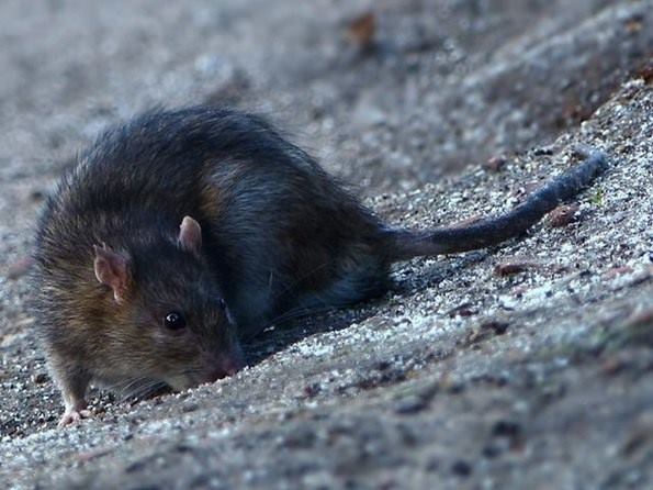 Los roedores y su potencial peligro de enfermedades contagiosas
